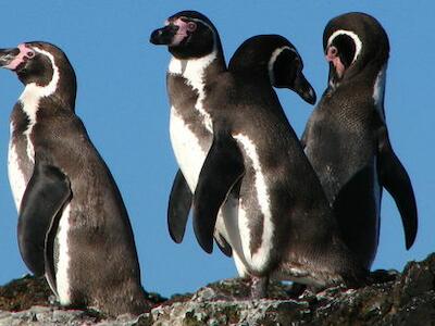 pinguine-chile-stefan-goerlitz