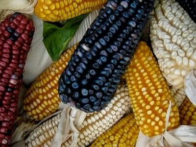 Proteger el maíz por la soberanía alimentaria de los pueblos