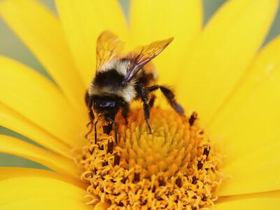 que las abejas puedan vivir