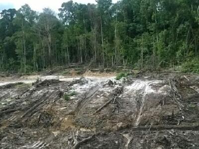Regiones amazónicas denunciaron palma aceitera