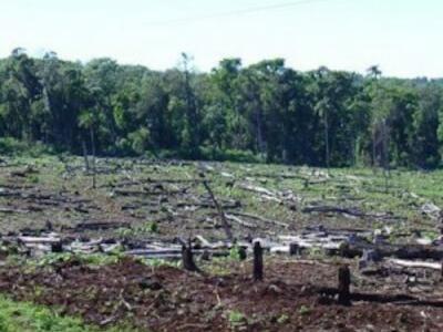 selva_misionera_deforestacion_-300x233