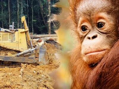 tanjung-puting-orangutans-bulldozer