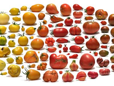 tomatessyngenta