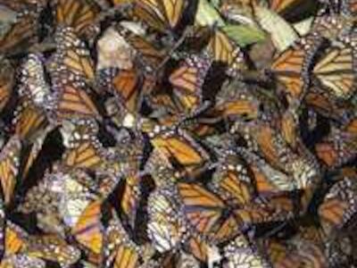 Transgénicos de EU amenazan la existencia de la mariposa monarca