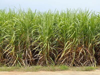 Ação de Bolsonaro e indústria de cana-de-açúcar ameaçam a Amazônia, Pantanal e o Clima Global