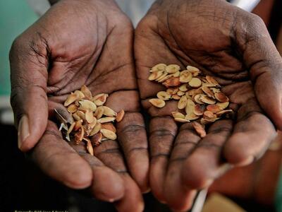 Boletín Nyéléni #38 – ¡Semillas campesinas, el corazón de la lucha por la Soberanía Alimentaria!