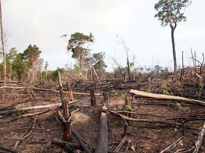 Crece la deforestación en la Amazonía en plena pandemia