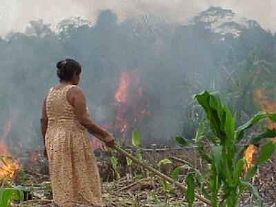 Desmatamento, assassinatos e sabotagem do governo: ONG denuncia impunidade na Amazônia 'sem lei'