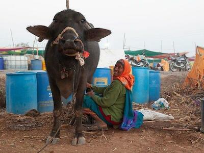 El sector lácteo de India bajo amenaza por los nuevos tratados comerciales