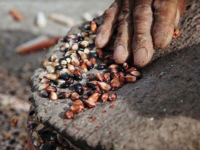 Misiones ya tiene Ley de Protección de Semillas Nativas y Criollas