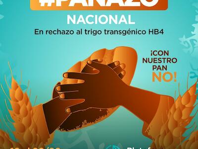 #Panazo Nacional en rechazo al trigo transgénico HB4