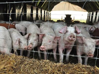 Peste Porcina Africana: Un futuro cultivado en granjas industriales, una pandemia a la vez