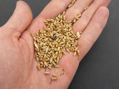 Privatizar las semillas. La batalla final de Monsanto contra los productores