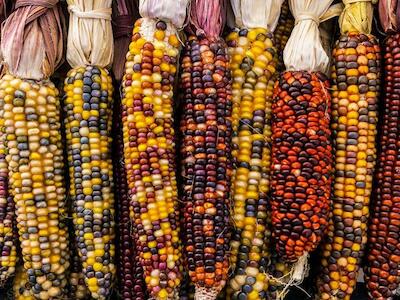 ¿Quién le teme al maíz nativo?