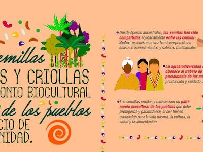 Infografía: Las semillas nativas y criollas son un patrimonio biocultural de los pueblos al servicio de la humanidad