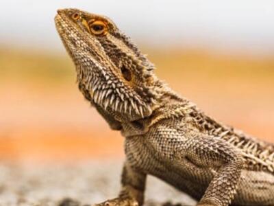 30.000 especies estarían en riesgo para finales de siglo