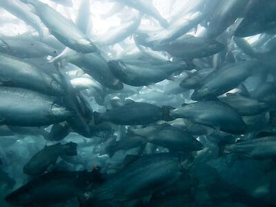 6 razones para decir no: llaman a no comprar ni consumir  salmón “químico” industrial