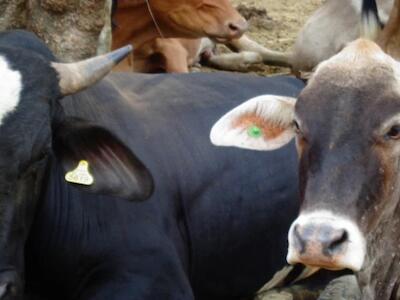 Acuerdo de Comercio Recíproco con Estados Unidos: ¿qué significa para la producción campesina?  