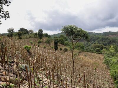 Agricultores de San Martín Jilotepeque responden a la sequía con siembra de frijol