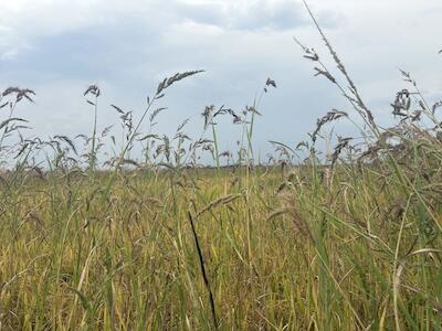 A anfitriã será a Cooperativa de Produção Agropecuária Nova Santa Rita (Coopan), no Assentamento Capela, em Nova Santa Rita (RS) | Crédito: Katia Marko