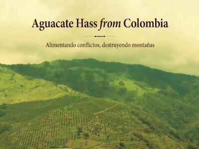 Aguacate Hass from Colombia. Alimentando conflictos, destruyendo montañas