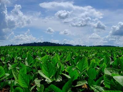 Alarma ambiental por el abandono de la Moratoria de la Soja en Brasil