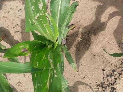 Alerta en el NEA: Productores y agrónomos reportan ataques “sin precedentes” del gusano cogollero al maíz y aseguran que la tecnología Bt ya no fre...