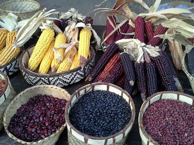 Ante la guerra, soberanía alimentaria y agroecología