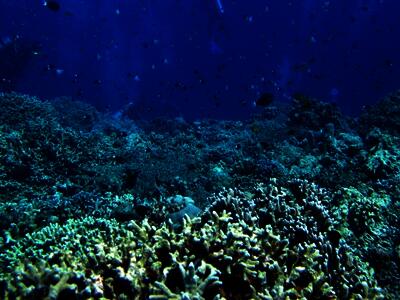 Arrecifes de coral, al borde del colapso global