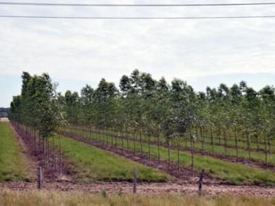 Caazapá en disputa: eucaliptos, negocios “verdes” y territorios en riesgo