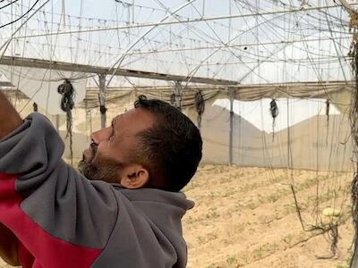Los agricultores de Gaza están preparando los invernaderos agrícolas para la siembra, realizando trabajos esenciales de restauración y preparación del suelo para reanudar la producción y reactivar los ciclos de cultivo tras períodos de interrupción.