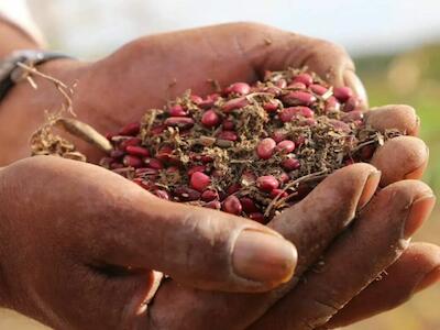 Canadá: Lxs agricultorxs instan a Ottawa a proteger los derechos de conservación de semillas