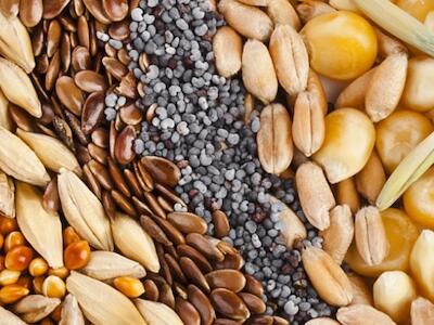 Carbap rechaza adherir a UPOV 91 y pide actualizar la ley de semillas