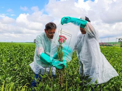 Caruru gigante, a planta super-resistente a agrotóxicos que ameaça produção de soja