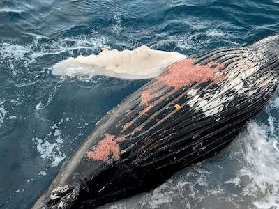 Chile cuestionado a nivel internacional por informes sobre muertes de ballenas del Antarctic Endeavour