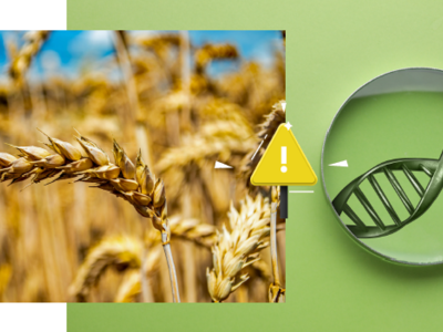 Ciudadanía alerta que resolución del SAG permite el cultivo desregulado de transgénicos en Chile