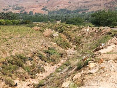 Colonos israelíes se apoderan de tierras palestinas para uso turístico