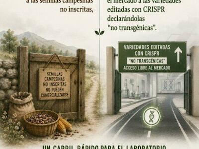 Consulta del SAG reactiva a defensores de la semilla