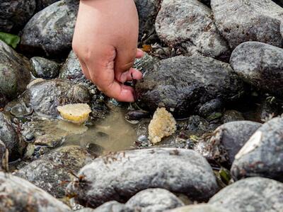 Corralitos de pirenes en Chile: una técnica indígena de Chiloé restaura el mar y alimenta a la comunidad | ESTUDIO