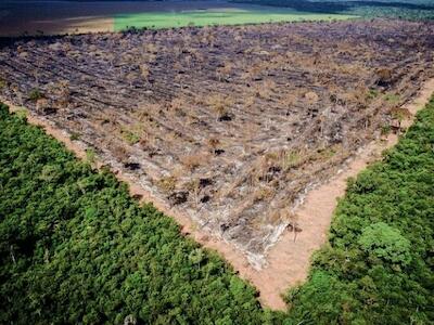  Flagrante de corte raso de 160 hectares em área de Reserva Legal em Tapurah (MT) por correntão. Foto: Mayke Toscano/Gcom-MT