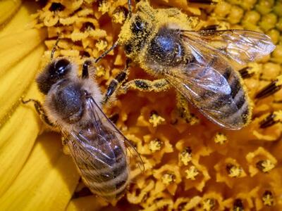 Crisis de las abejas en América Latina: se pierde el 30% de las colmenas cada año