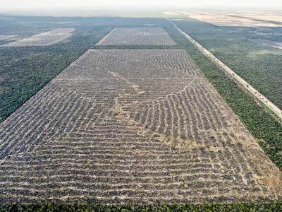 Foto: Matías Garay - Greenpeace