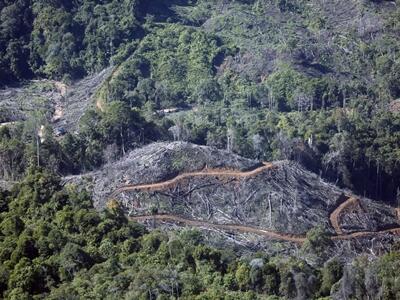 Deforestación cayó 15 % en 2025, pero el avance sigue frágil