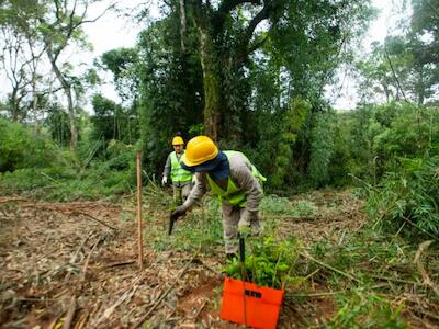 Desde África hasta América Latina, los proyectos de compensación de carbono favorecen los riesgos de acaparamiento de tierras