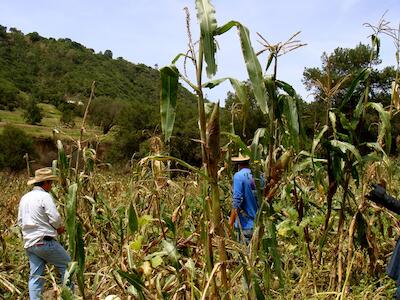 Desde la milpa: resistencia a transgénicos y mas allá