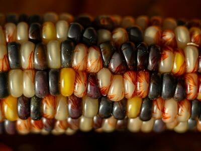 Desregularizar los productos vegetales modificados genéticamente en Europa nos adentra en una dictadura alimentaria sin control ciudadano