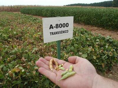 Día Internacional de Oposición a los Transgénicos: semillas en disputa en Paraguay