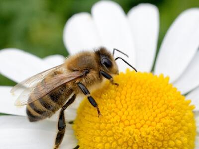 Día Mundial de las Abejas: esenciales para la alimentación y la vida