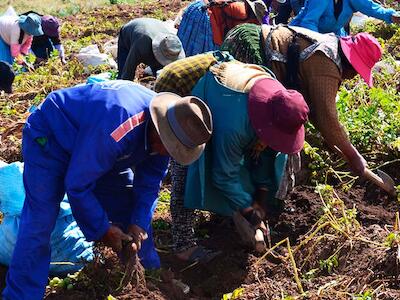 Dos reformas agrarias, una Constitución y desafíos: la experiencia agraria de Bolivia será compartida con expertos del mundo