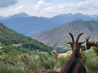 Las cabras de la Formatgeria de Gavàs (Pallars Sobirà) / K. M.